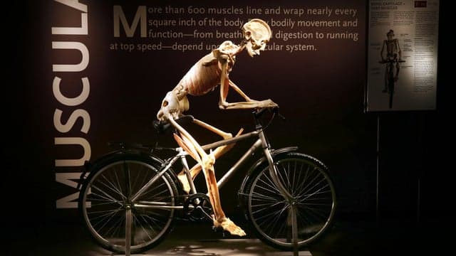 Photograph of Bodies: The Exhibition